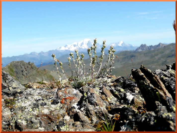Génépi blanc (Artemisia umbelliformis) genepi50