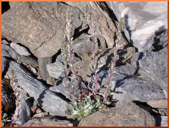 Genepi (Artemisia umbelliformis) genepi01