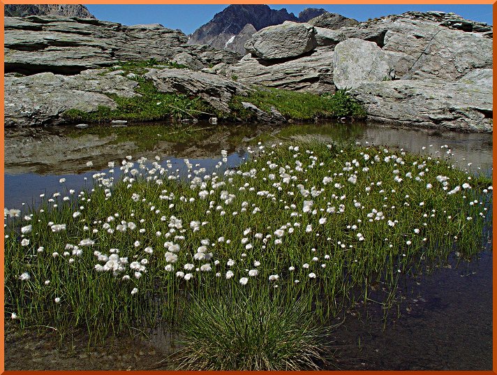 Linaigrette (Eriophorum) linaigrette50