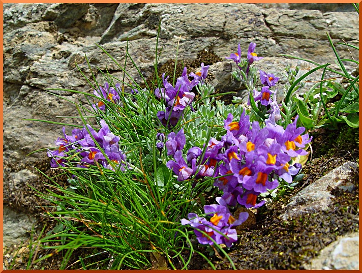 Linaire des Alpes (Linaria alpina) linaire50