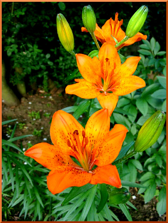 Lis Orangé (lilium bulbiferum) lis_orange50