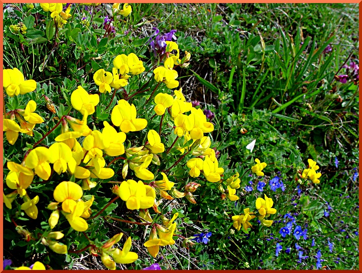Lotier, Pied de Poule, Lotus alpinus(= Lotier corniculatus alpinus) lotier50