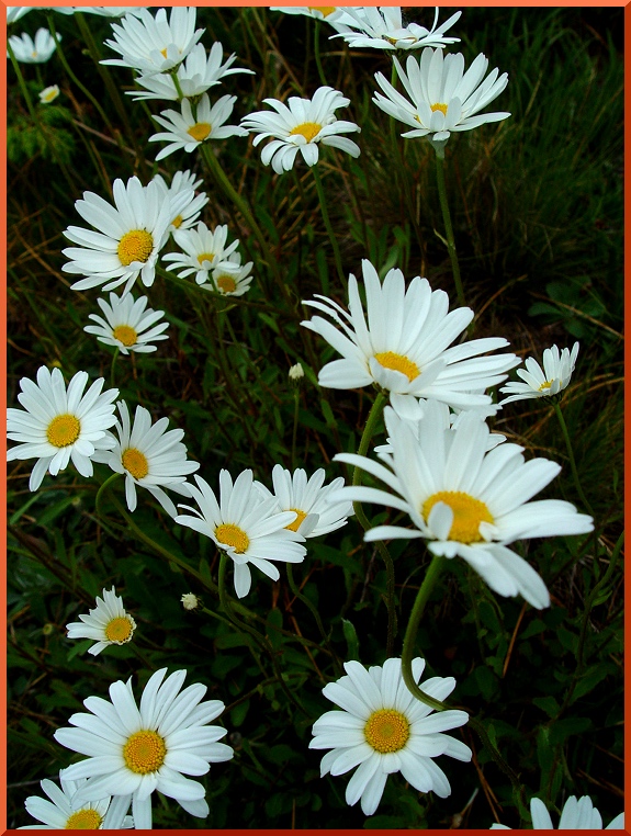 Marguerite ou Pâquerette (Leucanthemum vulgare(= Chrysantheum leucanthemum) marguerite50