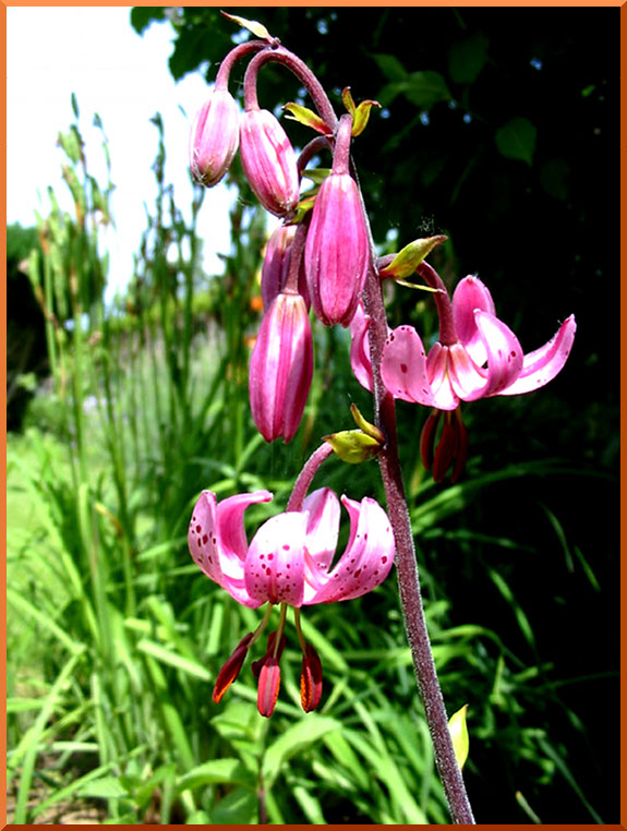 Lis Martagon 'Lilium martagon) martagon50