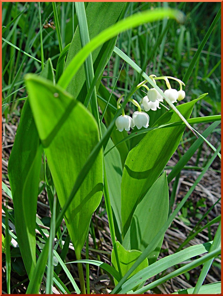 Muguet (Convallaria majalis) muguet50