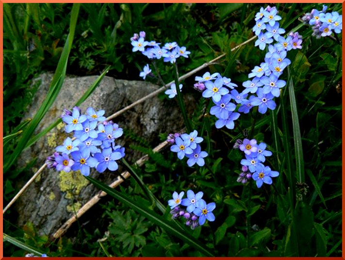 Myosotis alpestris. myosotis50