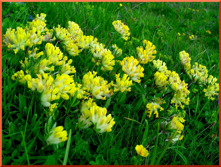 Oxytropis Alpestre ( = Astragalus c.) oxytropis50