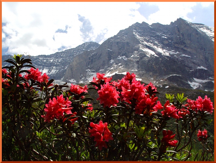Rhododendron (Rhododendron ferrugineum) rhododendron50