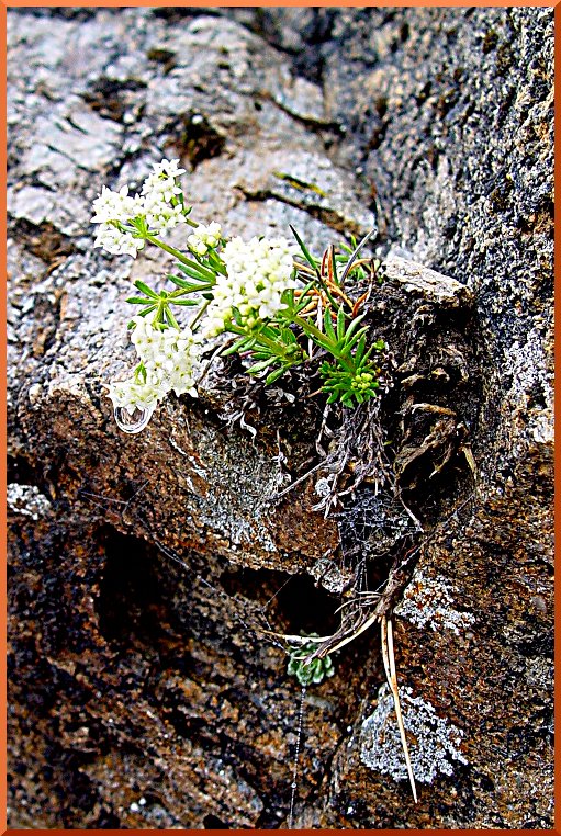 Gaillet nain (Galium saxosum) gaillet51