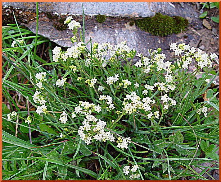 Gaillet nain (galium saxosum) gaillet52
