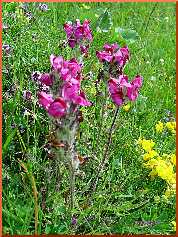Pédiculaire incarnata pediculaire50