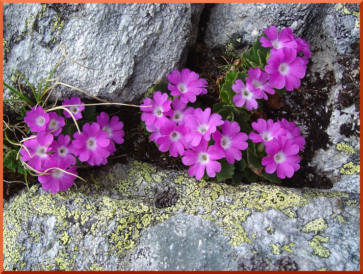 Primevère (Primula pedemontana) primevere50