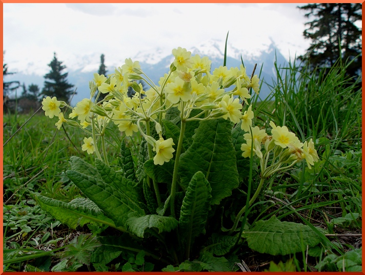 Primevère élevée (Primula elatior) primevere60