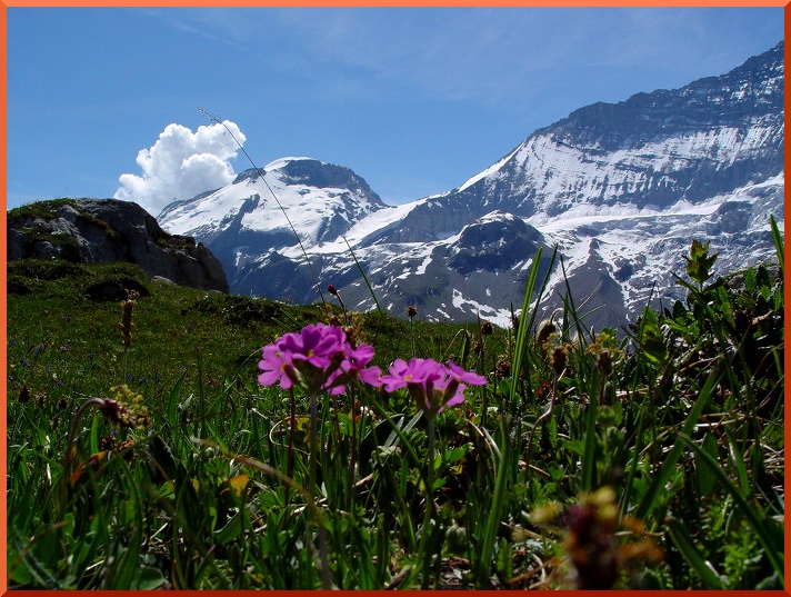 Primevère Farineuse (Primula farinosa) primevèrefari50
