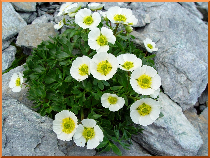 Renoncule des Glaciers (Renunuculus glacialis) renoncule56