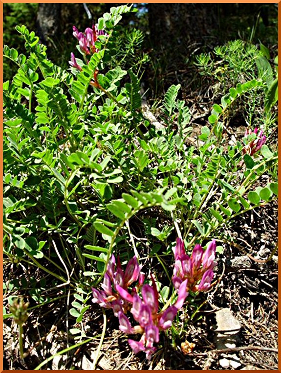 Sainfoin Montagnard (Onobrychis montana) sainfoin60