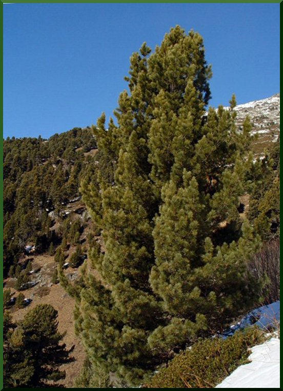 Pin Cembro, Arole (Pinus cembra) cembro50