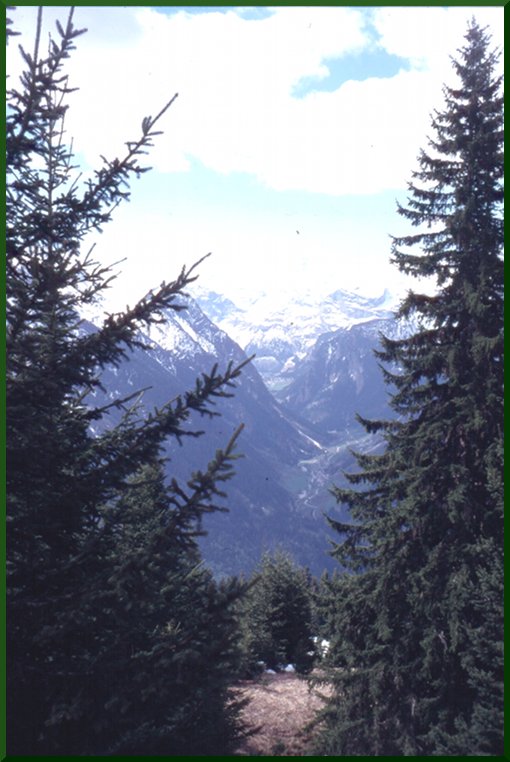 Epicéa (Picea abies) epiceag1