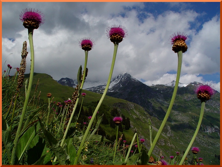 Sarrette, Leuzea rhapontica ( = Rhaponticum scariosum) sarrette50