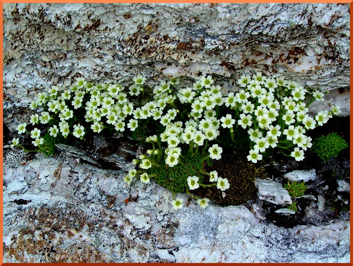 Saxifrage blanc (saxifraga burserana) saxifrageg60
