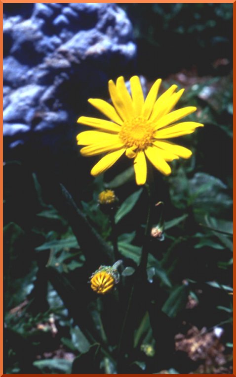 Séneçon des Alpes (Senecio alpinus ( = Senecio cordatus) senecon50