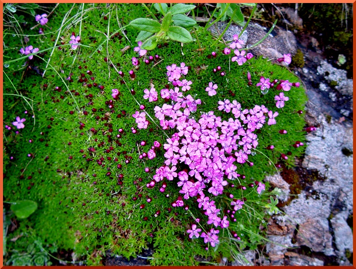 Silène Acaule (Silene acaulis) silene50