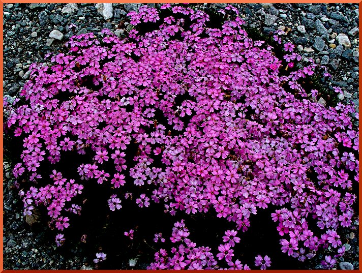 Silène Acaule (Silene acaulis) silene51
