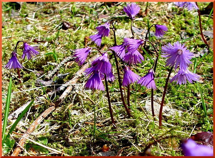 Soldanelle des Alpes (Soldanella alpina) soldanelle50