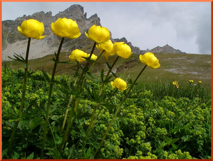 Trolle (Trollius europaeus) trolles50