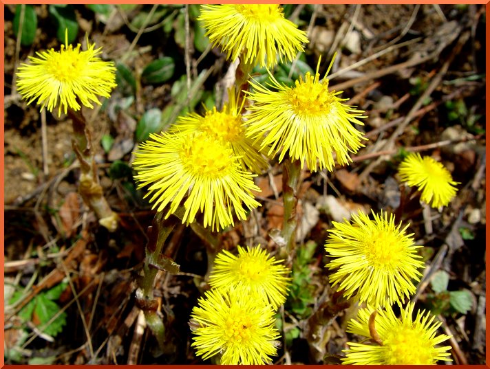 Tussilage, Pas d'Ane (Tussilago farfara) tussilage50
