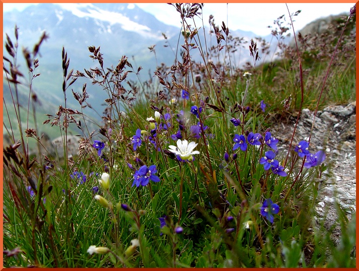Véronique Alpine (Veronica alpina) veronique50
