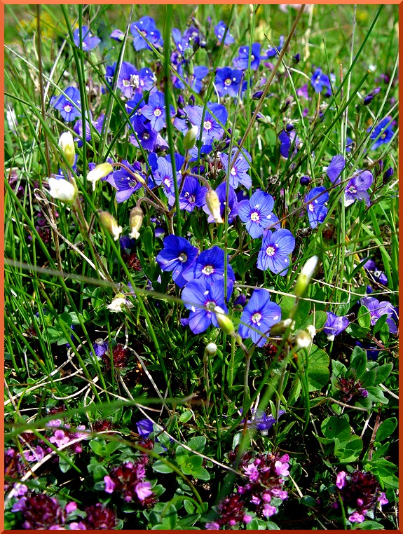 Véronique Alpine (veronica alpina) veronique51