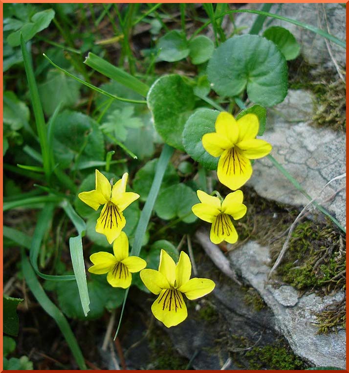 Violettes jaunes violette_jaune50