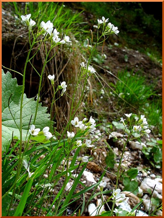 Arabette (arabis alpina) arabette50