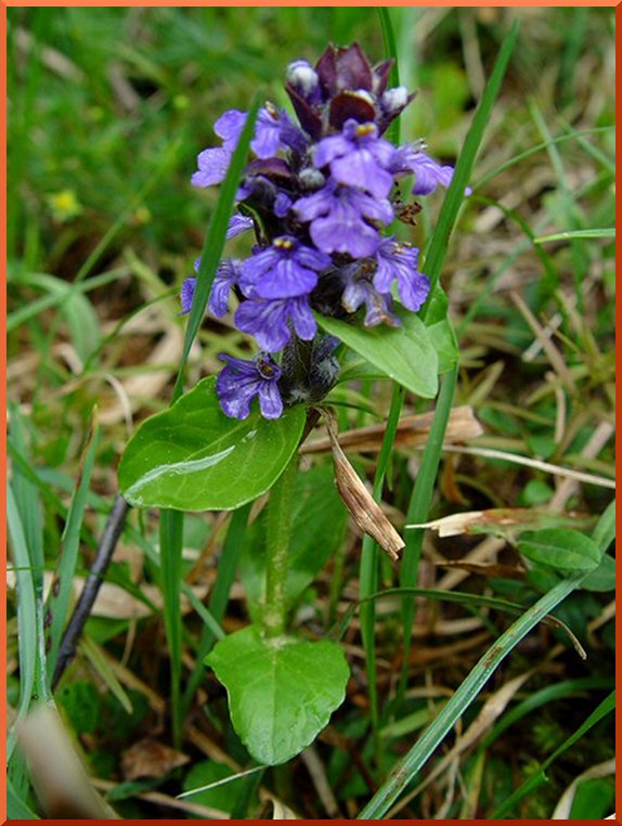 Bugle (ajuga reptans) bugle50