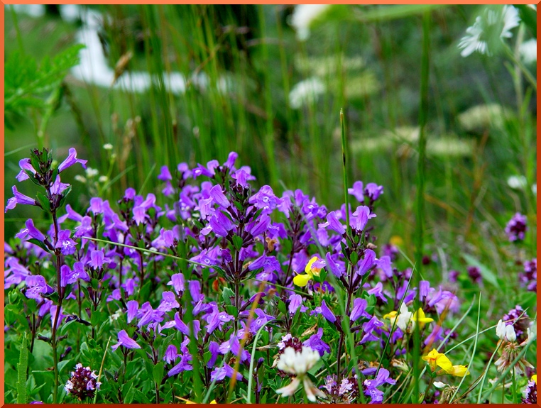Brunelle ((acinos alpinus(= Calamintha alpina)) brunelle51