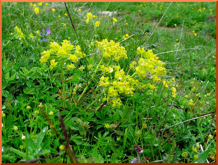Euphorbe petit Cyprès (Euphorbia cyparissias euphorbe50