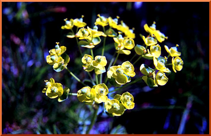 Euphorbe petit Cyprès (euphorbia cyparissias. euphorbe51