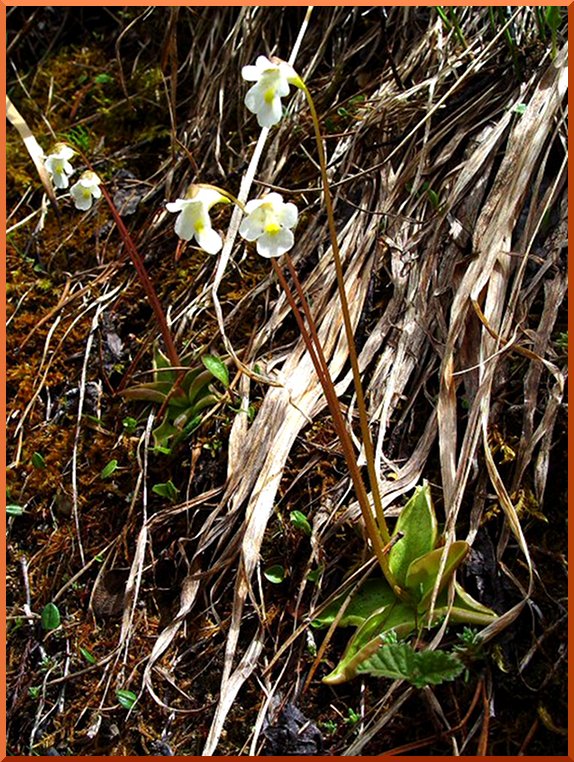 Grassette des Alpes (Pinguicula alpina) grassette50