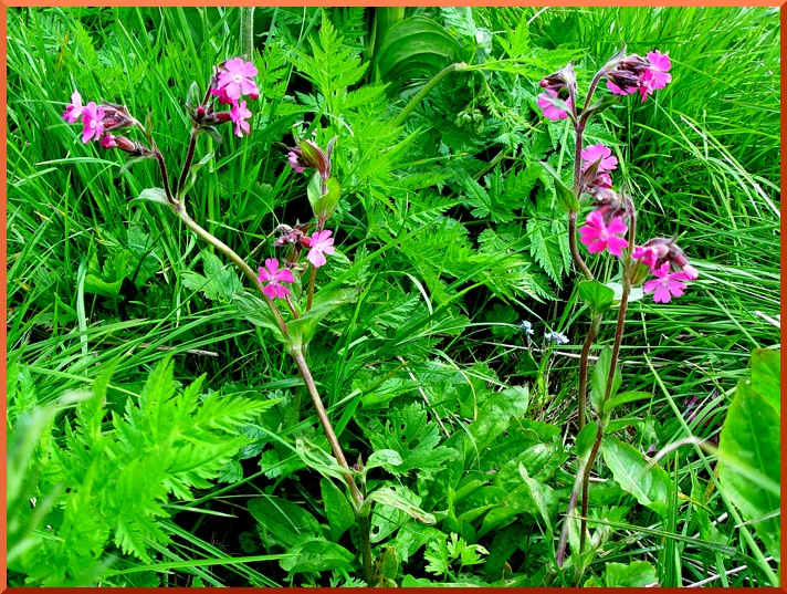 Compagnon rouge (silene dioica) lychnis50