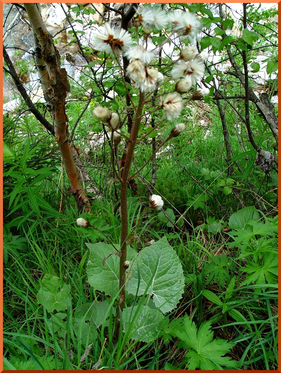 Pétasite (Petasites albus) petasite50
