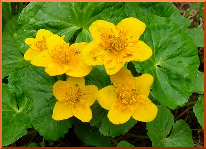 Populage (caltha palustris) populage50