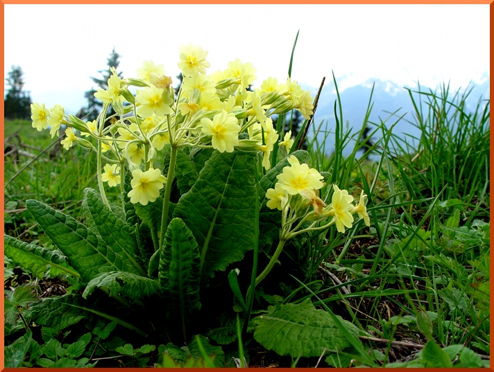 Primula eliator (primevère élevée) primevere50