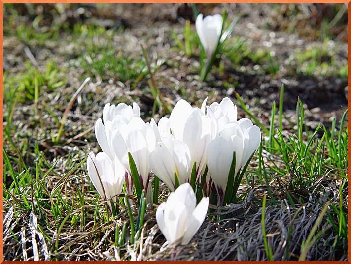 Safran printannier (crocus vernus) safran50