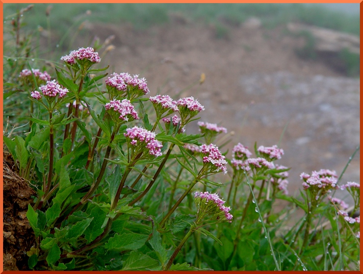 Valériane Trisequée (valeriana tripteris) valeriane50