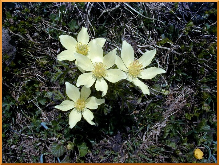 Anémone souffrée. anemone50