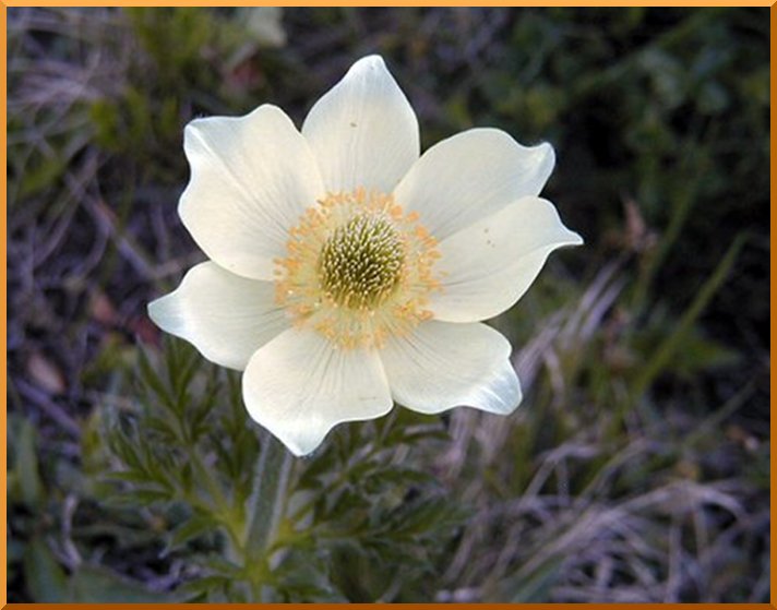 Anemone blanche ou Pulsatille blanche. anemoneg2