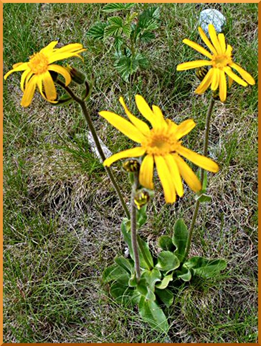 Arnica (famille des astéracées la même que Camomille et le Souci) arnica50