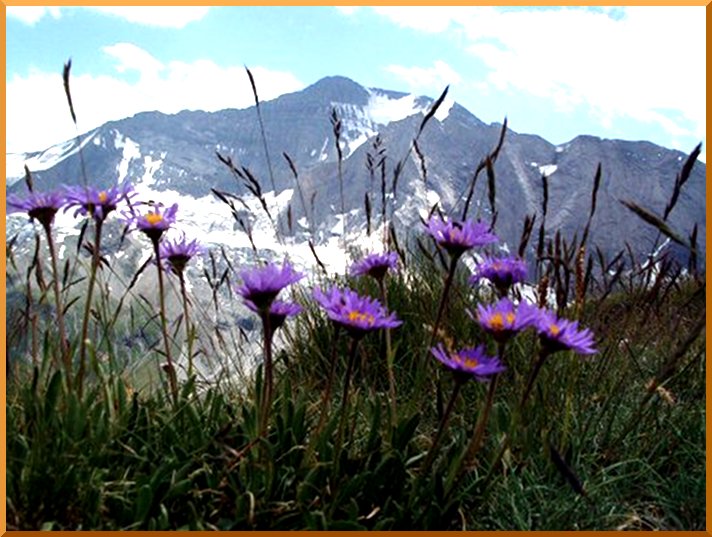Aster des Alpes avec la Grande Casse au second plan. aster50