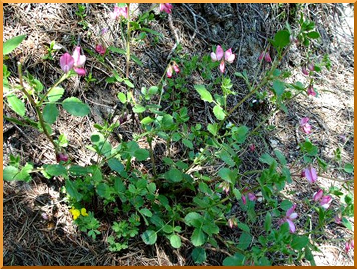 Bugrane-Arrête-boeuf (Ononis spinosa) bugrane50